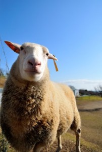 マザー牧場の羊さん